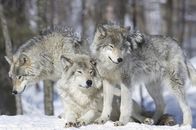 Leben im Rudel – Wolfsrudel bestehen meist aus einem Elternpaar und dessen Nachkommen.
