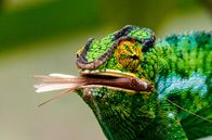 Madagaskar oder der große Karneval der Chamäleons – Ihre flinke, klebrige Zunge und ihr peripheres Sehsystem machen das Chamäleon zu einem geschickten Jäger.