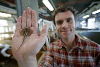 Geheimnisse der Evolution – Professor Andrew Gillis untersucht Zusammenhänge zwischen den Kiemen von Knorpelfischen und strukturell ähnlichen Organen des menschlichen Körpers.