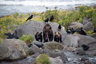 Wildes Japan - Land der tausend Inseln – Ein weiblicher Braunbär mit ihren zwei Jungen, Shiretoko-Halbinsel,