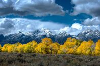 Yellowstone - Sommerreigen – Prächtige Laubfärbung kündigt den Herbst im Grand Teton Nationalpark an