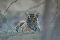 Die Rache des Tigers – Sundari's cub rests in the Rajbagh Area, Ranthambore National Park. (Photo credit: Â