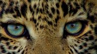 Der Leopard mit den Jade-Augen – Closeup of Toto the leopard's eyes.