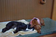 Tierische Freundschaften – LAKE MARY, Fla. - Dachshund Idgie stays loyally by the side of her unlikely animal friend, Ruth the cat. Ruth suffers from a genetic disorder that inhibits her mobility, but best friend Idgie gives her comfort and strength to deal with the disorder. (National Geographic Channels/Ali Cotrell)