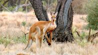 Expeditionen: Helden der Evolution – Rotes Riesenkänguru.