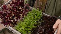 Querbeet (BR) – Winterharte Salate.