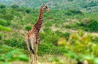 Mit dem Zug ... – Die Giraffen im Nambiti Private Game Reserve sind nicht scheu.