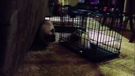 Der Katzenflüsterer – Izzy the cat.