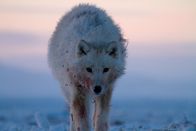 Feindselige Erde – The team followed a pack of Arctic wolves in the Canadian Arctic. They were able to capture for the first time, wolves predating Musk oxen. The team followed the pack for weeks before they came across a herd. By slowly gaining the pack’s trust, they were able to film them hunting and killing a mother and calf. (National Geographic/Anthony Pyper)