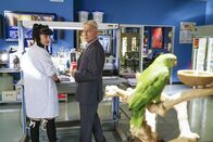 Navy CIS – Suizid oder Mord? Während Gibbs (Mark Harmon, r.) und Abby (Pauley Perrette, l.) nach einer heißen Spur im Fall Erin Hills suchen, bringt Abby auch noch ihren Papagei mit zur Arbeit - nicht gerade zur Freude ihres Chefs ...