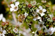 Die Bienenflüsterer – Die Manuka-Blüte: für die Maoris Kulturerbe und Heilmittel, für die Bienen eine wahre Delikatesse
