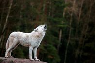 Helden der Evolution – Polarwolf.