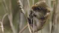 Wildes Überleben – Die fünf Gramm leichte Zwergmaus baut ihr Nest aus Grashalmen.