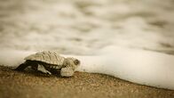 Tierbabys - Die ersten Schritte – Baby turtle enters the sea for the first time, Costa Rica