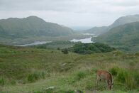 Irischer Kompass – Reh im Killarney National Park