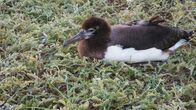 Wildes Hawaii – Standort: Tern Island, FFS: Laysan-Albatros-Küken, Tern Island.