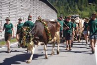 Heimatleuchten – Alpenabtrieb mit Kühen