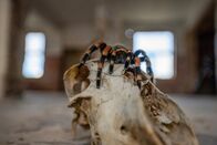 Zombies der Tierwelt – Brachypelma hamorii