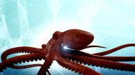 Die Zaubertricks der Tiere – Unter der Meeresoberfläche ist der Oktopus ständig vor Raubtieren auf der Flucht. Wenn ihnen die Gliedmaßen abgerissen werden, können sie nach drei Tagen wieder nachwachsen.
