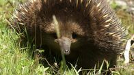 Waffen der Tiere – Der Kurzschnabeligel ist gut gegen Fressfeinde geschützt.