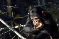 Triff die Schimpansen – Mo, 25.03., 17:35 Uhr