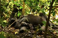 Terra Mater – Erwachsener und Baby-Gorilla