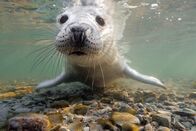 Wilde Ostsee – Junge Kegelrobbe in der Rigaer Bucht