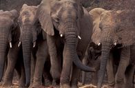 Wanderungen im Tierreich – Sahara Desert: Mali Elephants - Rare desert elephants -- the last of their kind, take on the longest elephant migration on earth -- in a vast, 400-mile circle around the heart of landlocked Mali in West Africa.