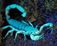 Tierische Freaks – Arizona, United States: A scorpion glows under ultraviolet light in Arizona.