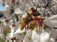 More than Honey – Seit den frühen 2000er-Jahren kommt es weltweit zu einem massiven Bienensterben. Über die Gründe gibt es viele Spekulationen. Eins jedoch ist klar: Wenn die Bienen weiter sterben, wird sich das auch auf die Menschen auswirken. Der Filmemacher Markus Imhoof begibt sich in seinem vielfach preisgekrönten Dokumentarfilm "More Than Honey - Bitterer Honig" auf die Suche nach den Ursachen des globalen Bienensterbens und fragt nach den Folgen für Mensch und Natur.