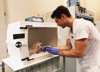 Einstein – Moderator Tobias Müller und Hund Strolch im Tierspital: Der kleine Strolch hatte einen Herzfehler und wäre ohne Operation gestorben.