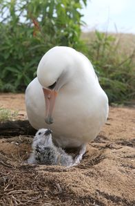 Tierisch gute Eltern – Wenn es an Männchen fehlt, ziehen zwei Albatros-Weibchen gemeinsam ein Küken auf.