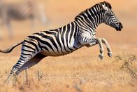 Helden der Evolution – Zebra (Equus burchell's) running and jumping - Kruger National Park.