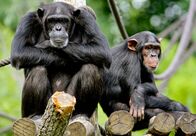 Elefant, Tiger & Co. – Schimpansen vom Leipziger Zoo.