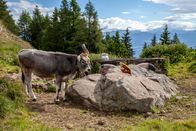 Heimatleuchten – Ein Laugenrind auf der Gfriller Laugenalm