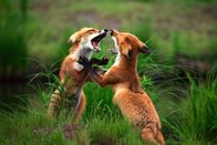 Animal Fight Club – Mo, 24.06., 22:35 Uhr
