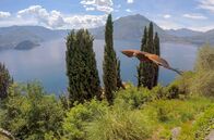 Jenseits der Alpen – Ein Wüstenbussard fliegt über den Comer See. Er lebt in der Falknerei auf dem Castello di Vezio.