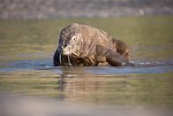 Ein Tag im Leben eines Komodowarans – Ein Komodowaran spaziert durch seichtes Wasser. (Earth Touch)