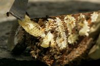 DOK – SRF DOK: Die Bienenflüsterer - Frankreich Imker Stéphane und Dorian bei der Arbeit