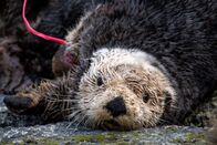 Alaskas Wildtier-Retter – Zippy, a rescued adult northern sea otter. (National Geographic)
