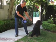 Der Hundeflüsterer – (6. Staffel) - Egal ob Bello, Fiffi oder Wuffi, Cesar Millan hat für jeden Vierbeiner die passende Lösung parat. Der Hundeprofi ist momentan der berühmteste und gefragteste Experte in Sachen Hundetraining ...