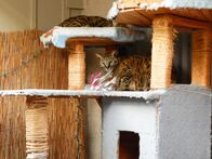 Der Katzenflüsterer – Jackson Galaxy waves a toy in front of the cat.