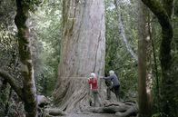 Neuseeland - Wald der Riesen – Susan Wiser und Larry Burrows vermessen einen riesigen Totara-Baum. Diese können über 1.000 Jahre alt werden.