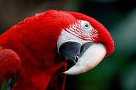 Vögel – Zwar ist ihr Gehirn nur etwa so groß wie eine Walnuss, doch können Papageien wie dieser Scharlachara in Sachen kognitiver Leistung durchaus Menschenaffen und Delfinen das Wasser reichen.