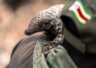 Terra Mater – Steppenschuppentiere stehen in Simbabwe unter besonderem Schutz, aber gehören dennoch zu den am meisten gewilderten Spezies weltweit.