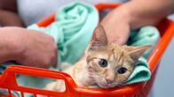 Die Tierärzte - Retter mit Herz – Der freilaufende Kater Filou wurde vom Auto angefahren – nun bleibt er vorrübergehend in stationärer Behandlung.