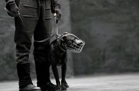 Die Rüden – Der Hund Diego: Die drei im Film zu sehenden Rüden sind wirkliche Problemhunde mit hohem Aggressionspotenzial.