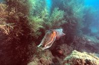 Tierisch abgefahren – Great Barrier Reef: Ein Tintenfisch