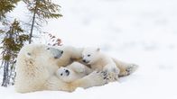 Die Reise der Eisbären – Wilde Eisbärin mit Jungtieren auf dem Packeis, Wapusk National Park, Manitoba, Kanada.