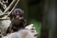 Wildes Japan - Land der tausend Inseln – Makaken-Baby, Yakushima.